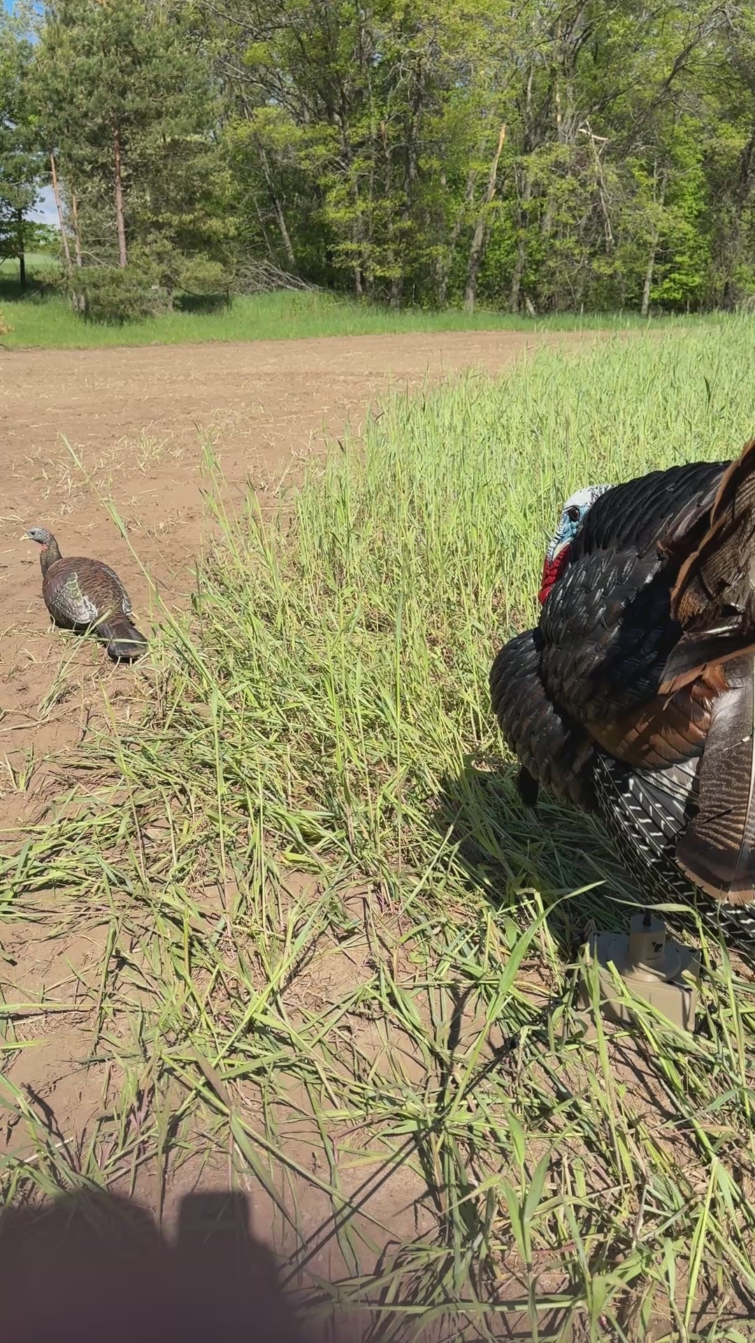 The Original Turkey Rig